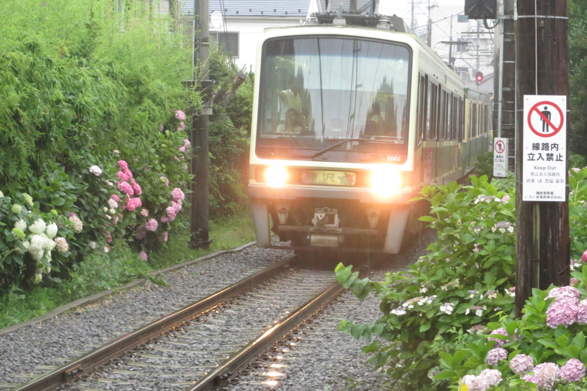 撮影・江ノ島電鉄・紫陽花・長谷