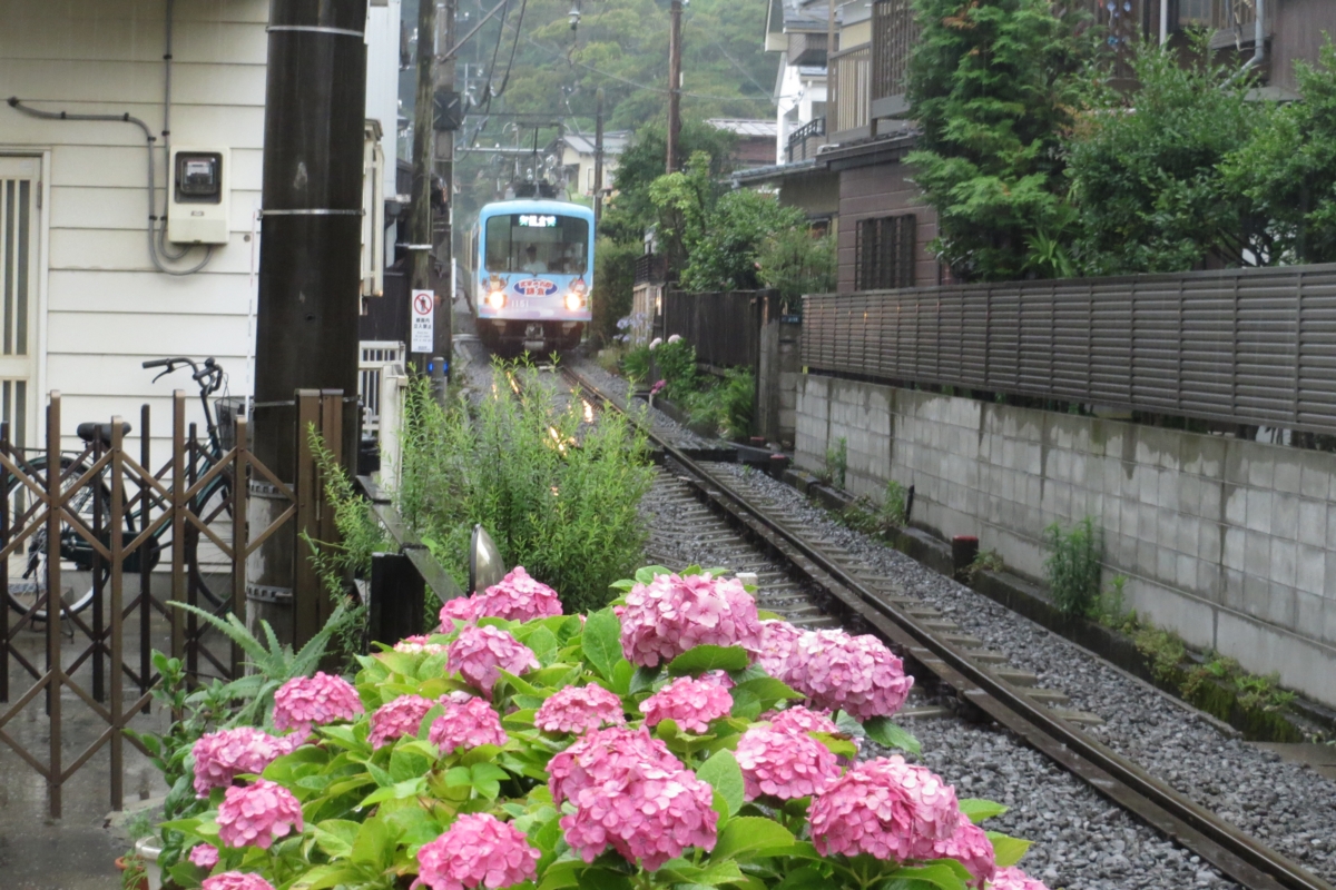 撮影・江ノ島電鉄・紫陽花・長谷