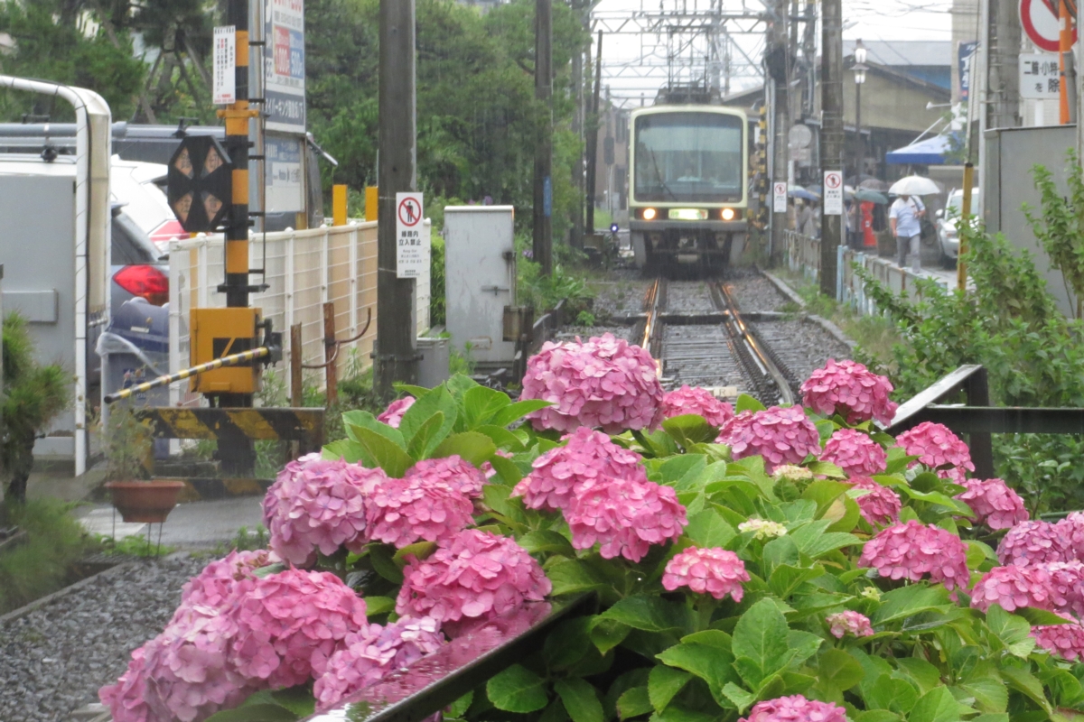 撮影・江ノ島電鉄・紫陽花・長谷