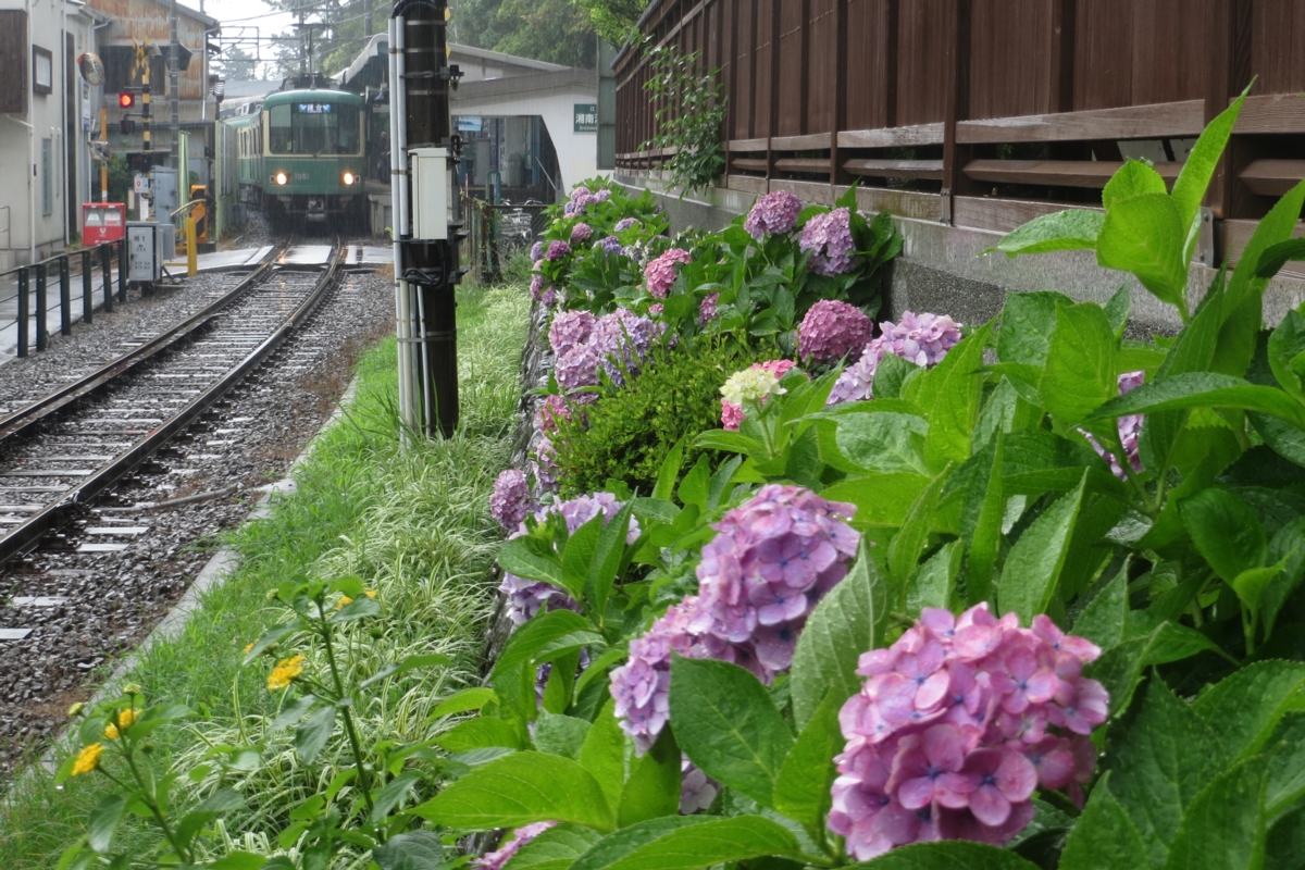 撮影・江ノ島電鉄・紫陽花・湘南海岸公園