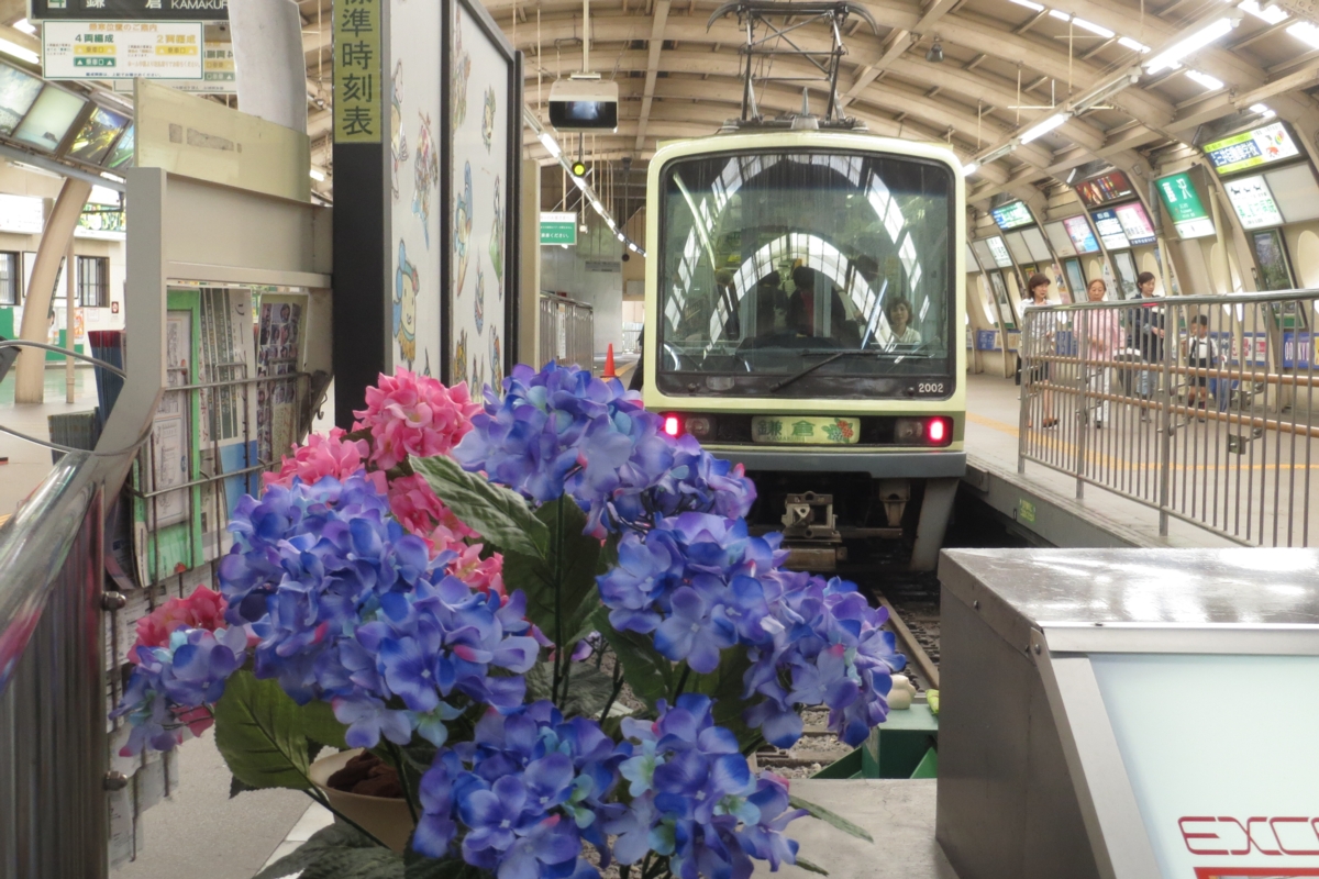 撮影・江ノ島電鉄・紫陽花・藤沢