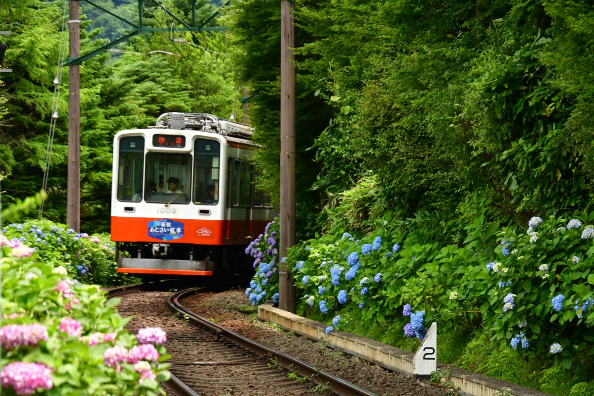 撮影・鉄道写真・紫陽花・箱根登山鉄道・小涌谷－彫刻の森