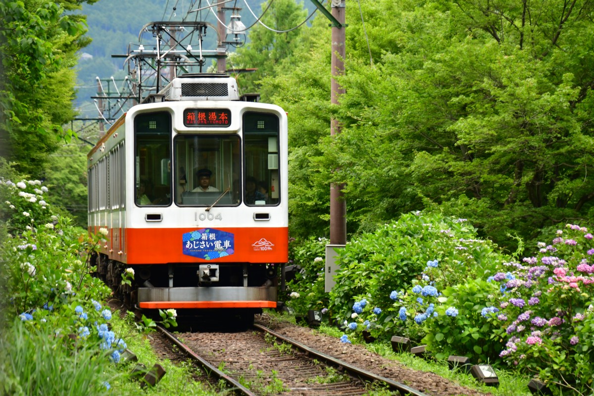 撮影・鉄道写真・紫陽花・箱根登山鉄道・小涌谷－彫刻の森