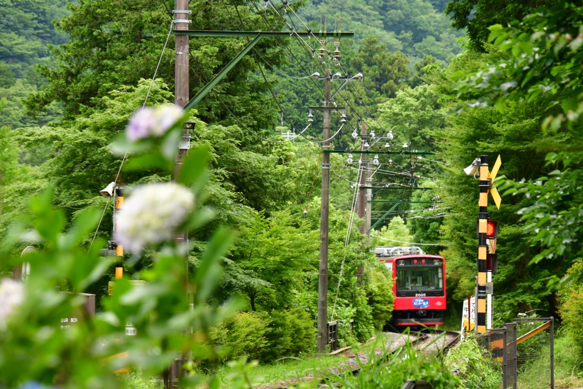 撮影・鉄道写真・紫陽花・箱根登山鉄道・小涌谷－彫刻の森