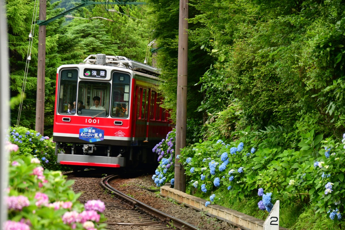 撮影・鉄道写真・紫陽花・箱根登山鉄道・小涌谷－彫刻の森