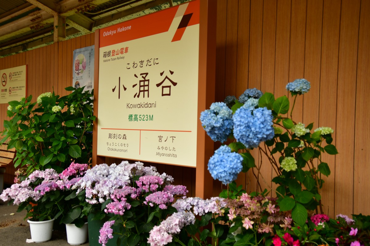 撮影・鉄道写真・紫陽花・箱根登山鉄道・小涌谷