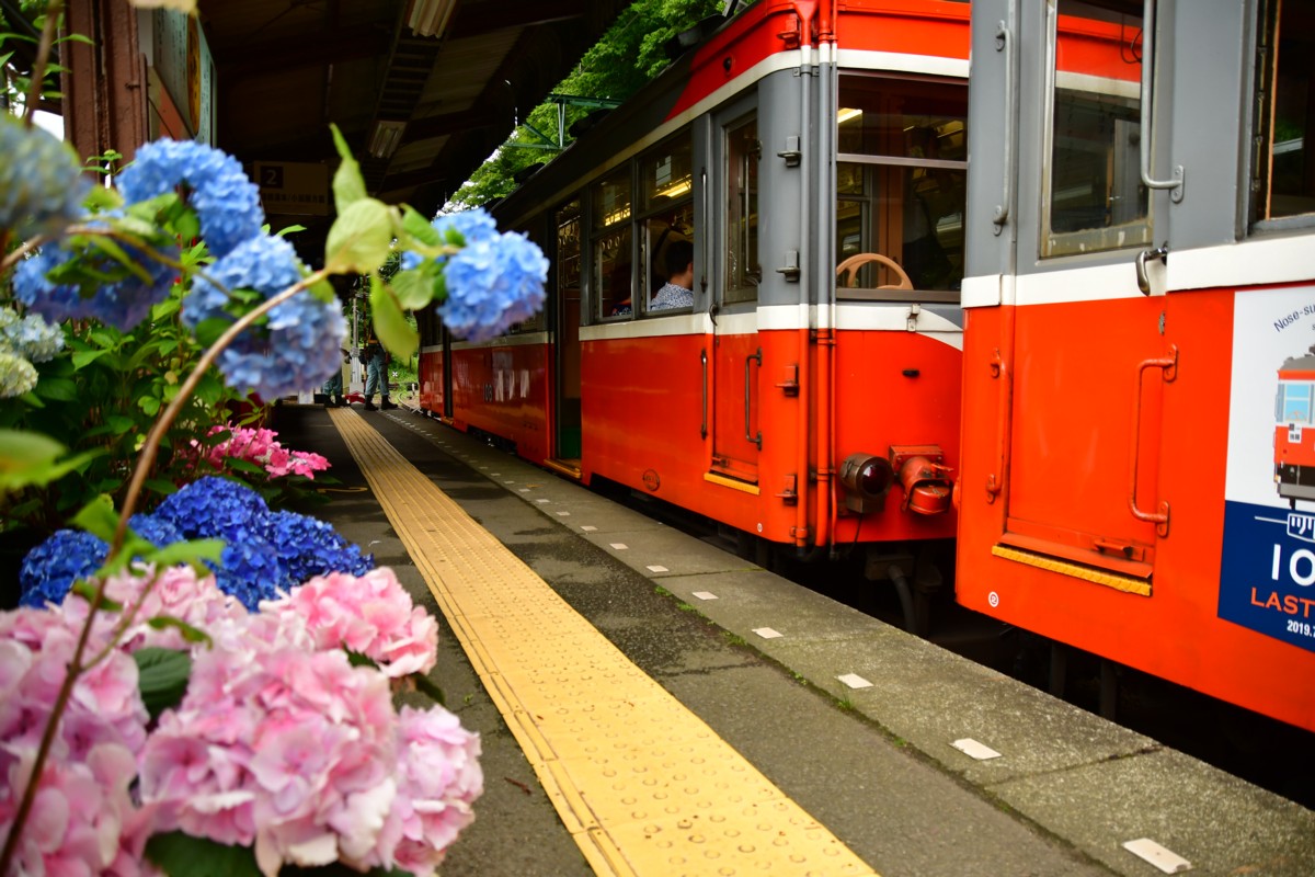 撮影・鉄道写真・紫陽花・箱根登山鉄道・宮ノ下