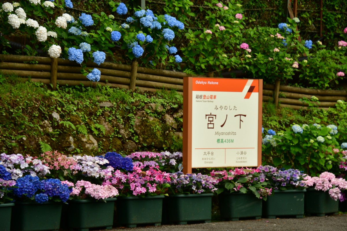 撮影・鉄道写真・紫陽花・箱根登山鉄道・宮ノ下