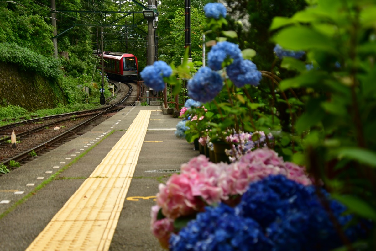 撮影・鉄道写真・紫陽花・箱根登山鉄道・宮ノ下