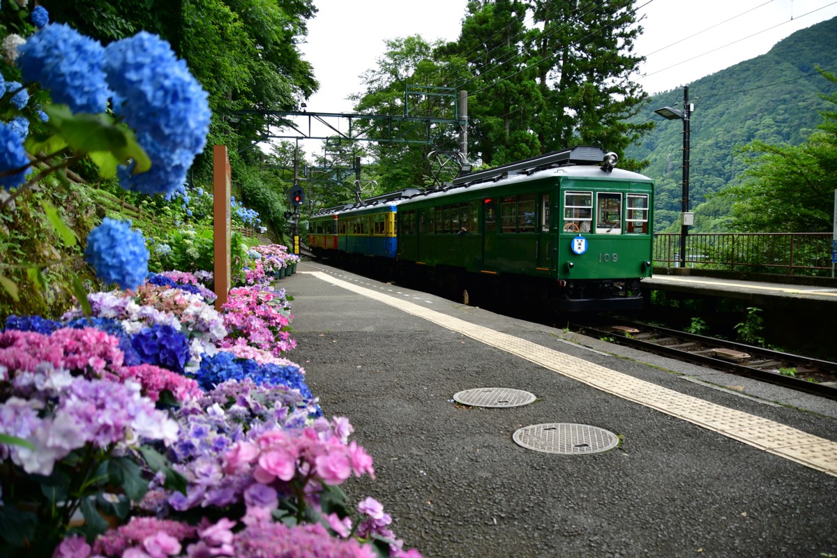 撮影・鉄道写真・紫陽花・箱根登山鉄道・宮ノ下