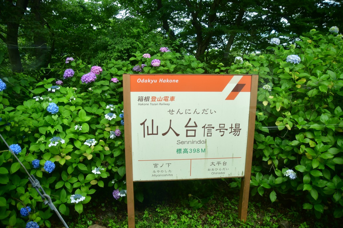 撮影・鉄道写真・紫陽花・箱根登山鉄道・仙人台信号場