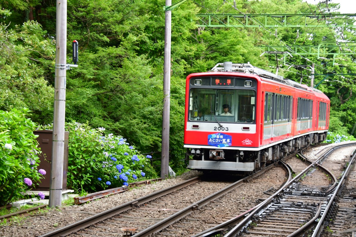 撮影・鉄道写真・紫陽花・箱根登山鉄道・大平台