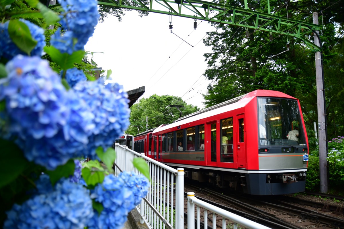 撮影・鉄道写真・紫陽花・箱根登山鉄道・大平台