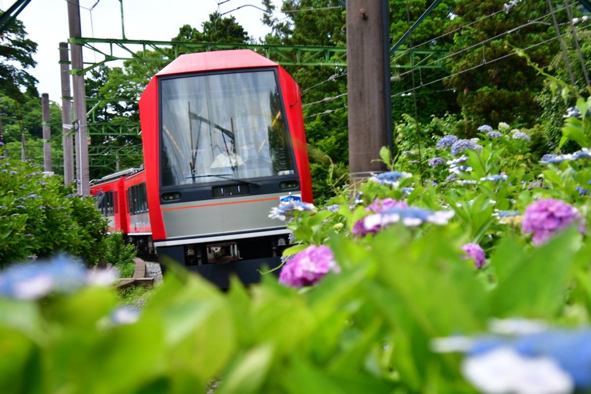 撮影・鉄道写真・紫陽花・箱根登山鉄道・大平台
