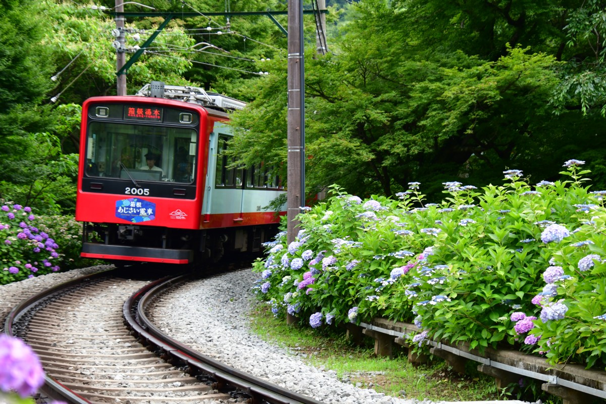 撮影・鉄道写真・紫陽花・箱根登山鉄道・大平台