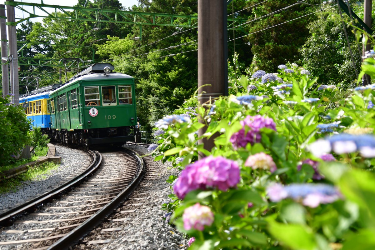 撮影・鉄道写真・紫陽花・箱根登山鉄道・大平台