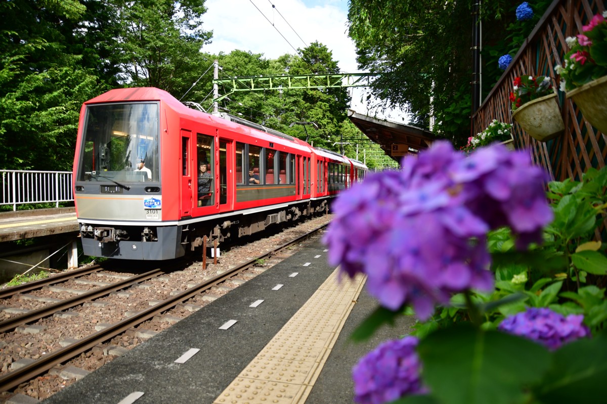 撮影・鉄道写真・紫陽花・箱根登山鉄道・大平台