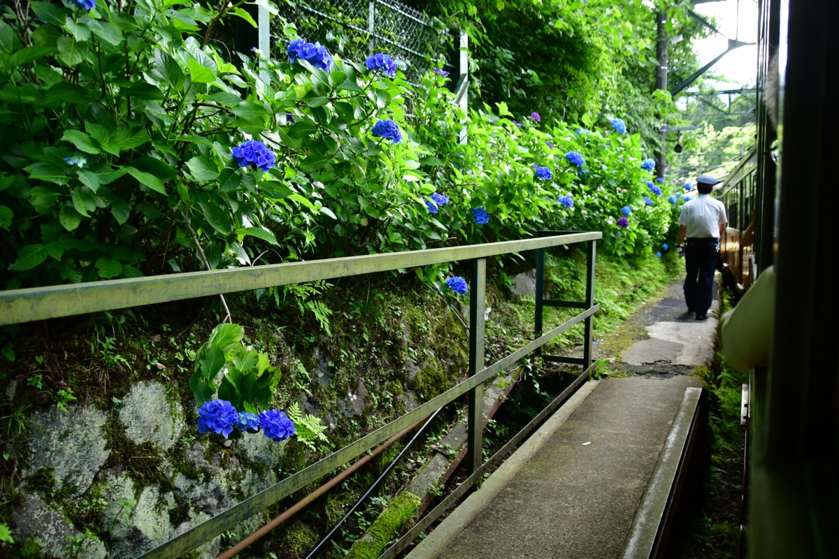 撮影・鉄道写真・紫陽花・箱根登山鉄道・大平台