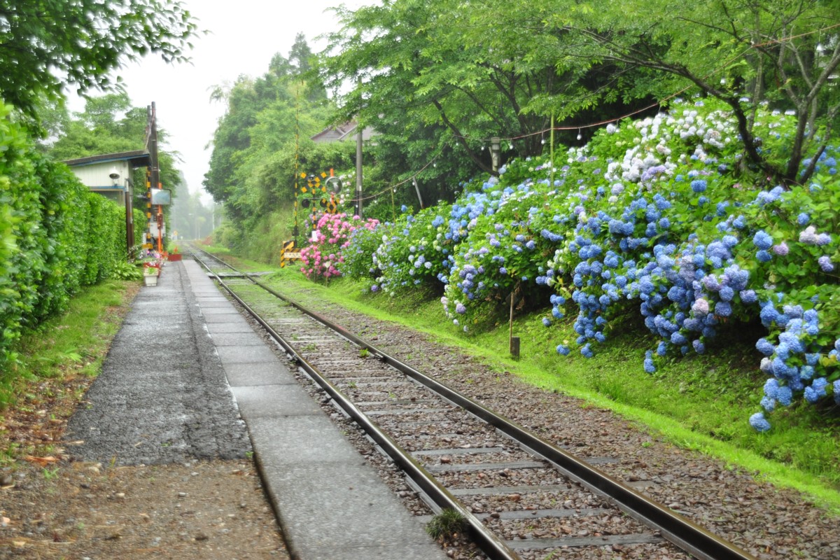 撮影・いすみ鉄道・小谷松