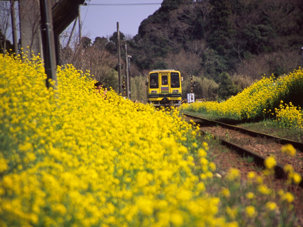 撮影・いすみ鉄道・大多喜－城見ヶ丘