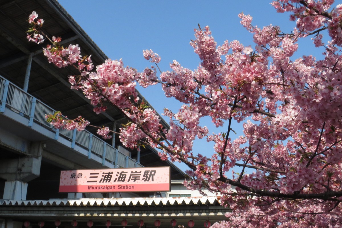 撮影・桜・京浜急行・三浦海岸