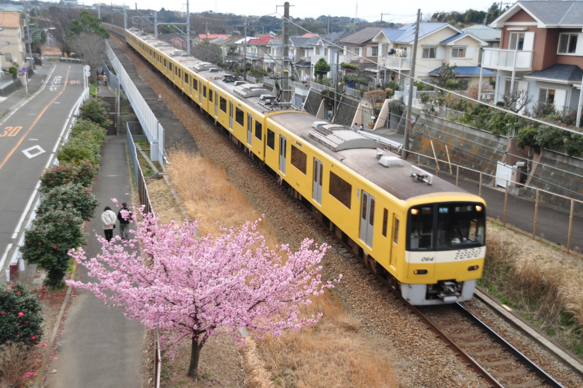 撮影・桜・京浜急行・三浦海岸－三崎口
