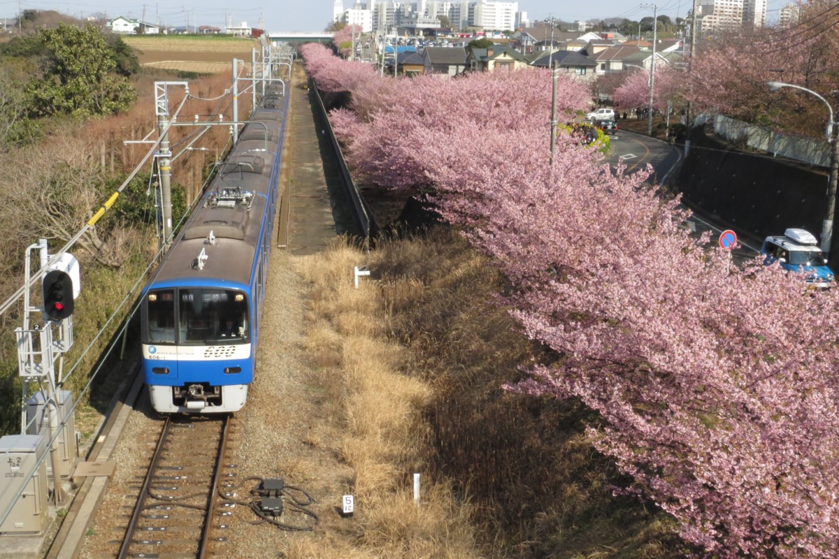 撮影・桜・京浜急行・三浦海岸－三崎口