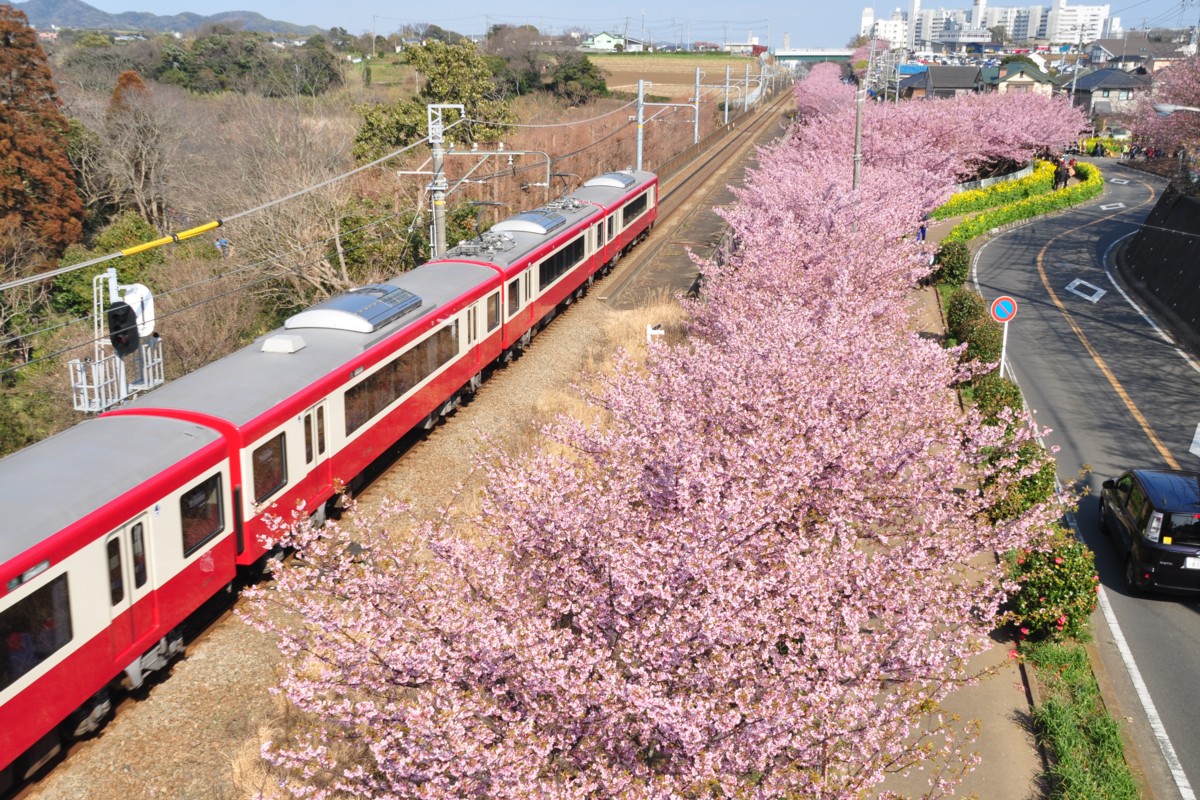 撮影・桜・京浜急行・三浦海岸－三崎口