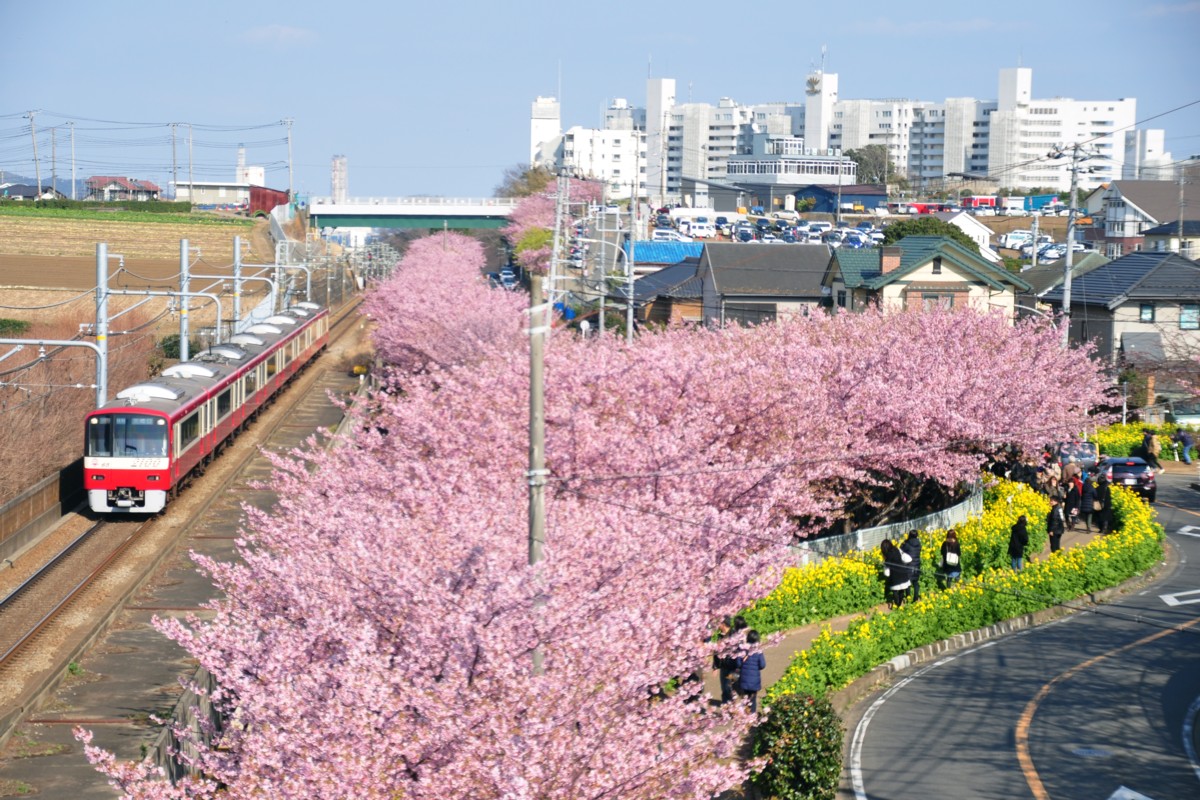 撮影・桜・京浜急行・三浦海岸－三崎口