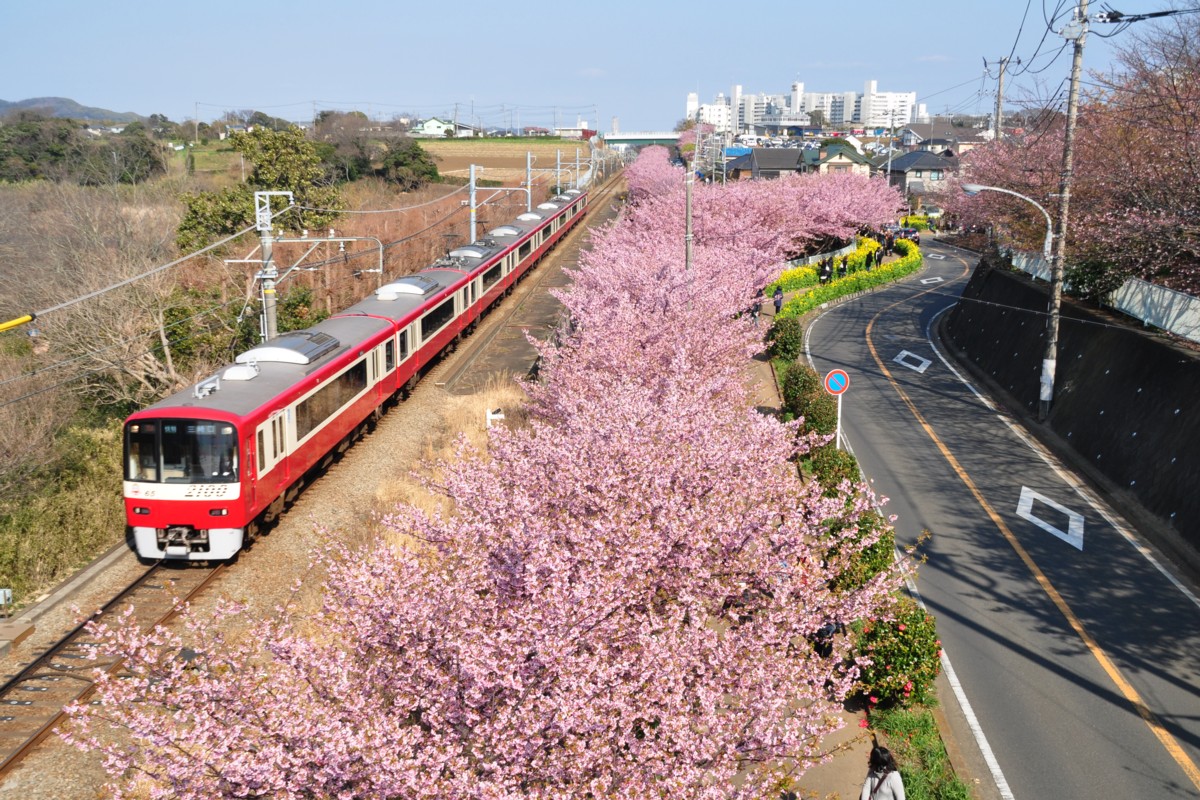 撮影・桜・京浜急行・三浦海岸－三崎口