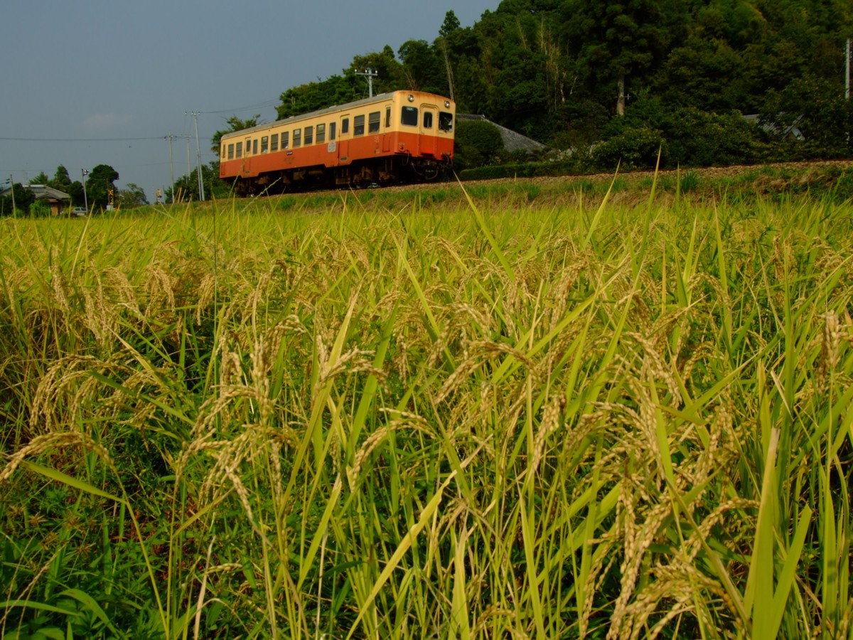 撮影・小湊鐡道・高滝－里見