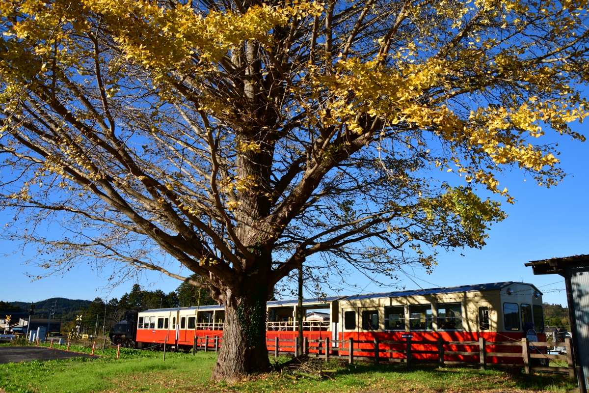 撮影・紅葉・小湊鐵道・上総久保・房総里山トロッコ