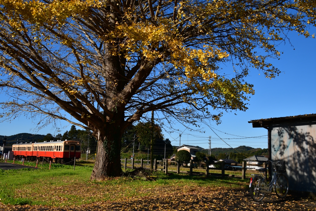 撮影・紅葉・小湊鐵道・上総久保