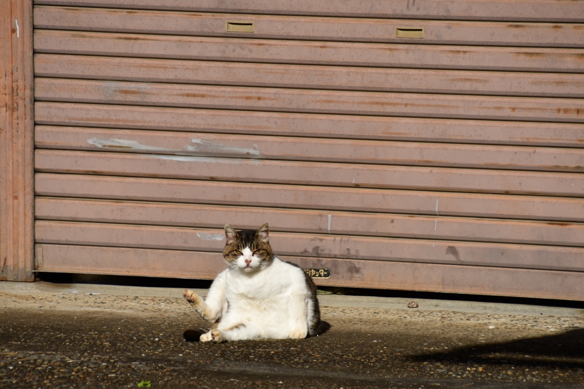 撮影・紅葉・小湊鐵道・上総久保