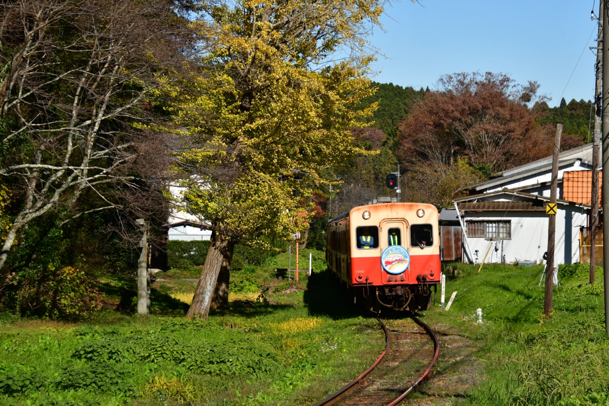 撮影・紅葉・小湊鐵道・里見－飯給