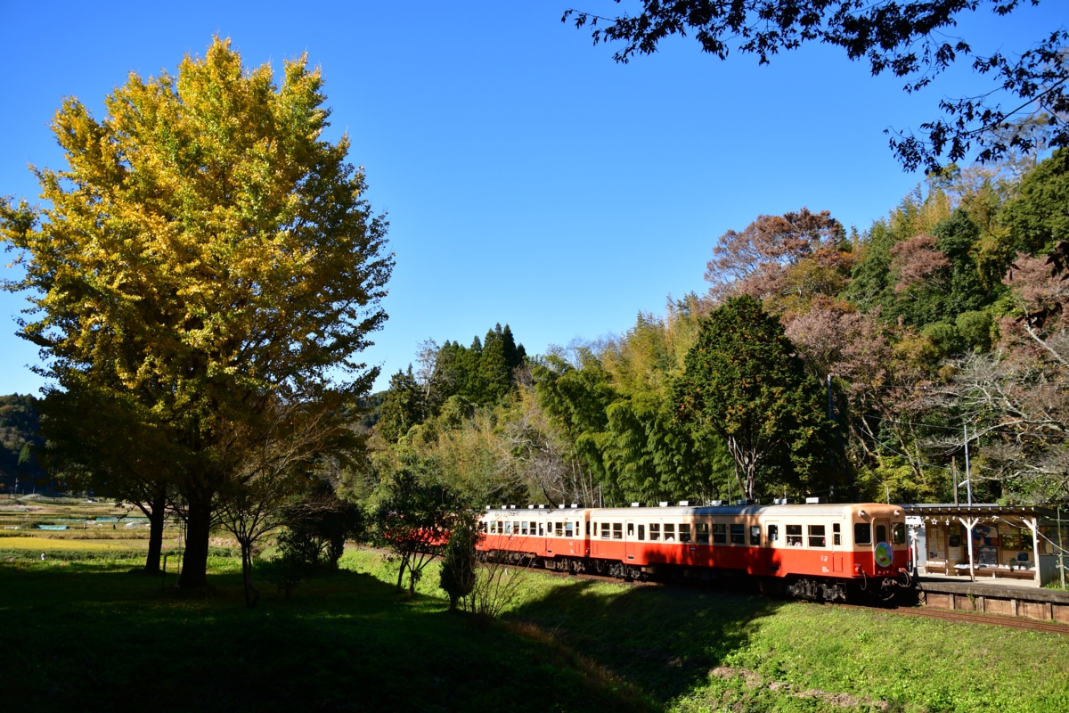 撮影・紅葉・小湊鐵道・上総大久保