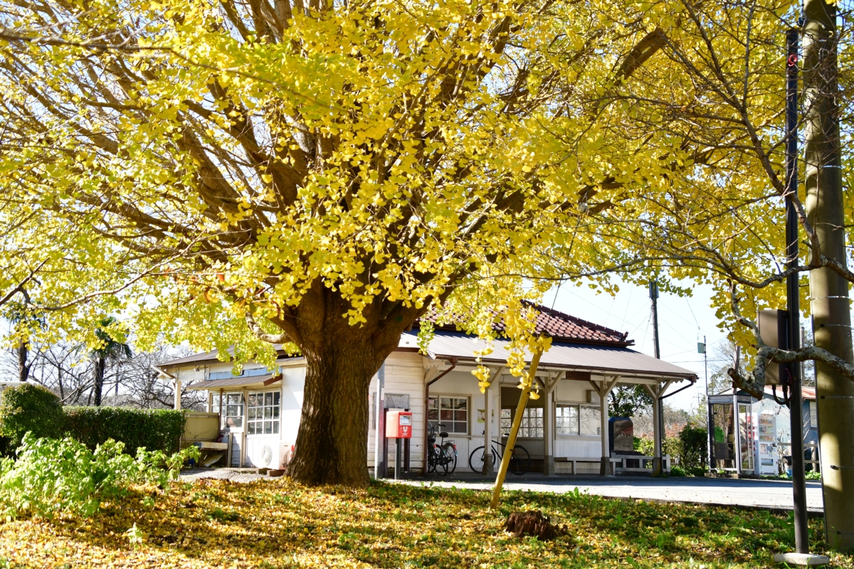 撮影・紅葉・小湊鐵道・上総鶴舞