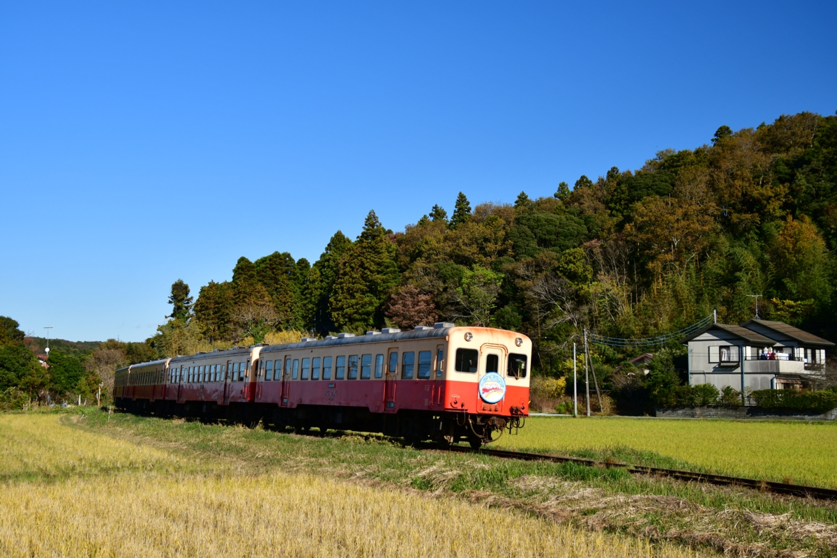撮影・紅葉・小湊鐵道・上総鶴舞－上総久保