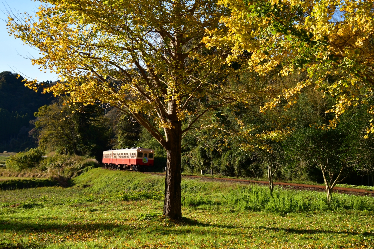 撮影・紅葉・小湊鐵道・上総大久保
