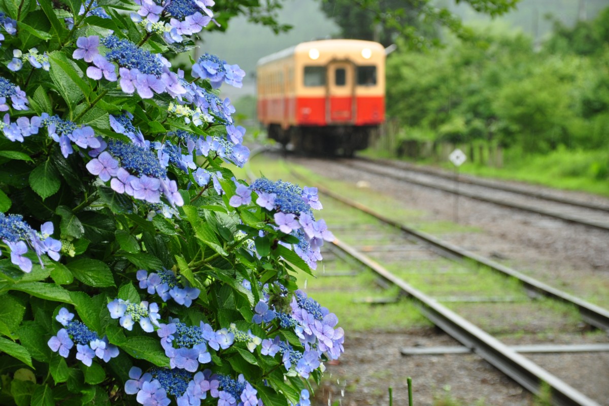 撮影・小湊鐡道・高滝