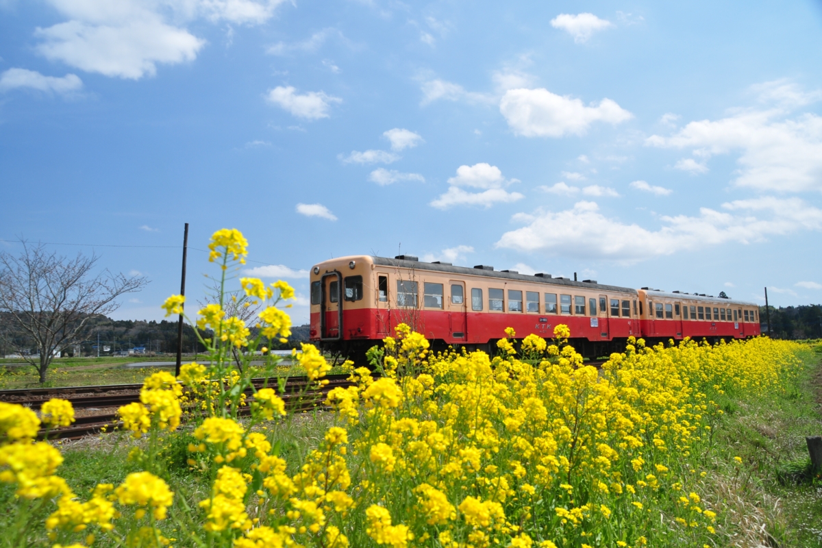 撮影・小湊鐡道・上総鶴舞
