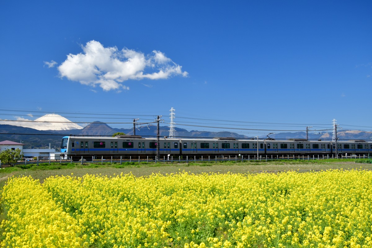 撮影・菜の花・小田急小田原線・栢山－富水