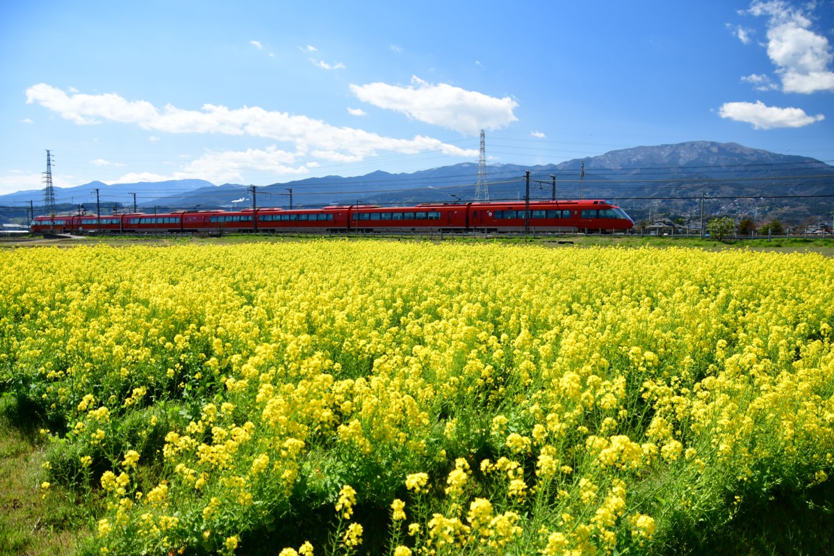 撮影・菜の花・小田急小田原線・栢山－富水
