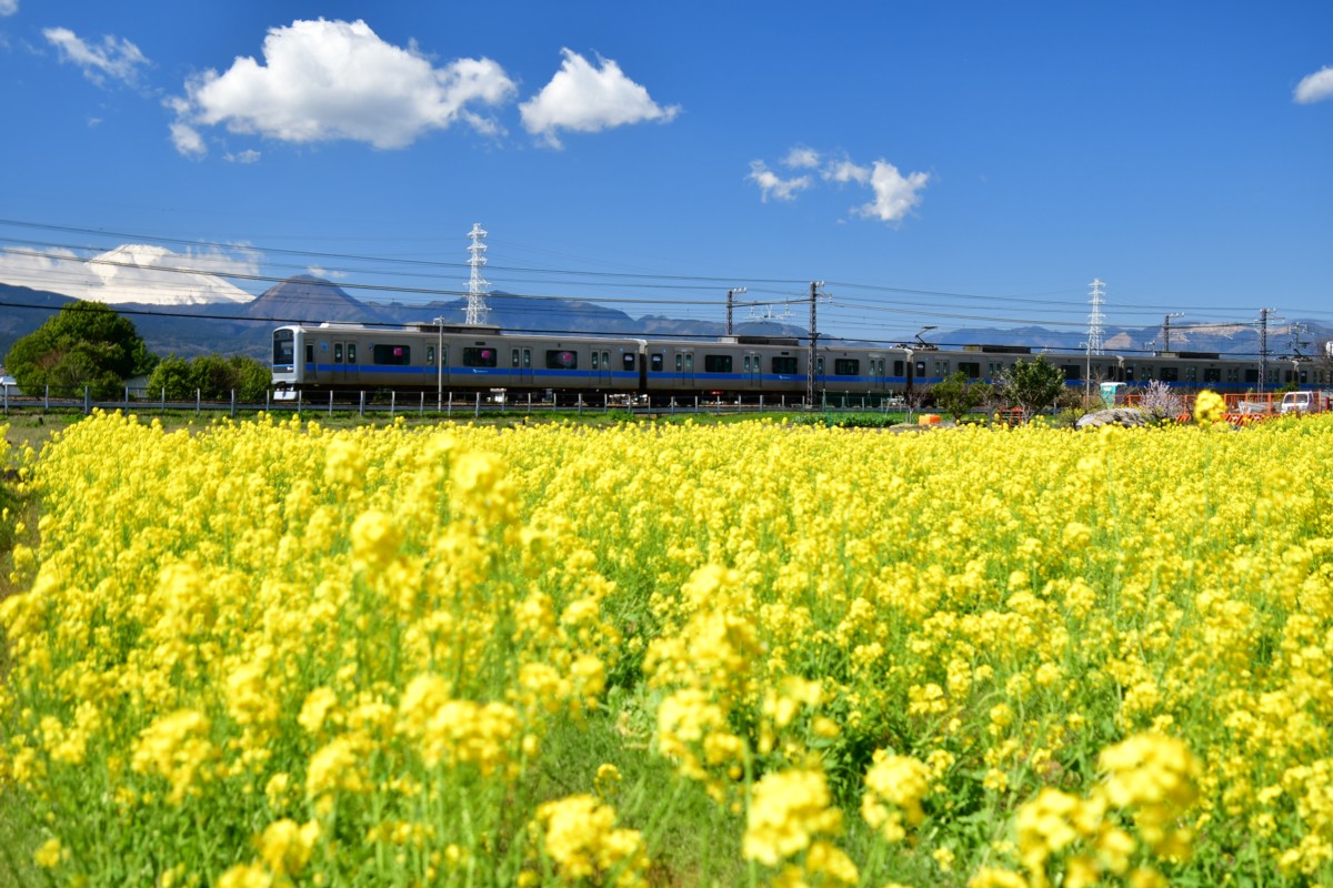 撮影・菜の花・小田急小田原線・栢山－富水
