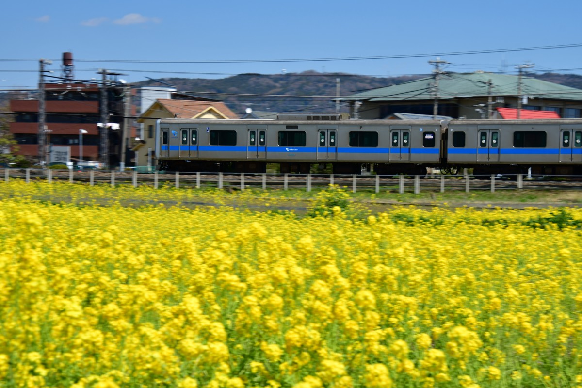 撮影・菜の花・小田急小田原線・栢山－富水
