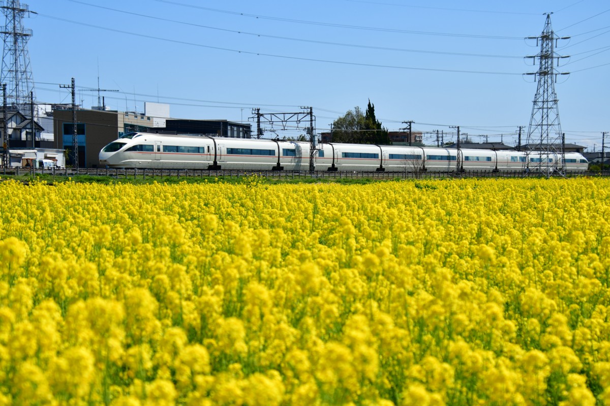 撮影・菜の花・小田急小田原線・栢山－富水