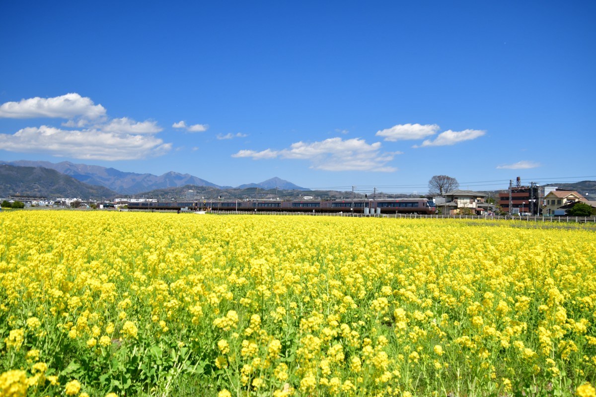 撮影・菜の花・小田急小田原線・栢山－富水