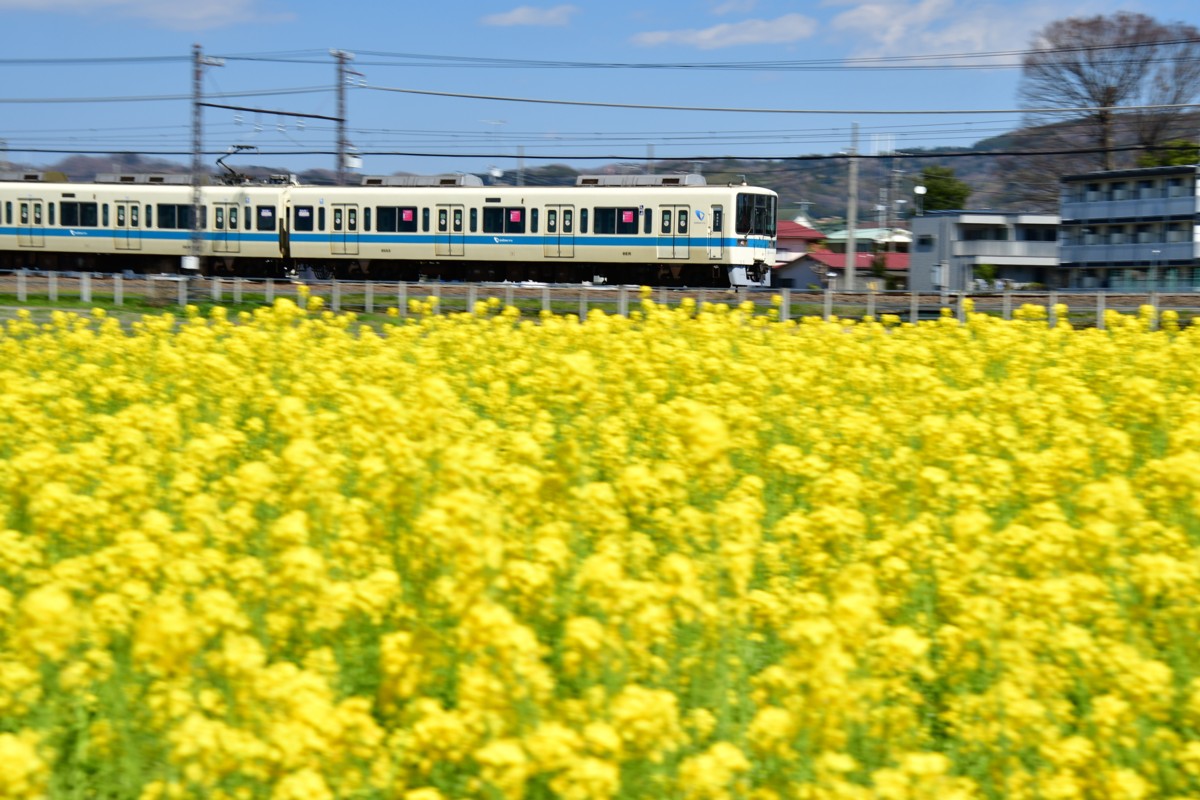 撮影・菜の花・小田急小田原線・栢山－富水