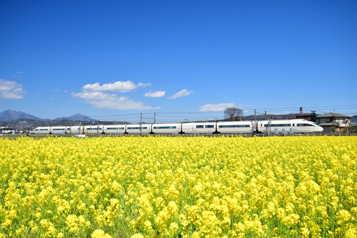 撮影・菜の花・小田急小田原線・栢山－富水