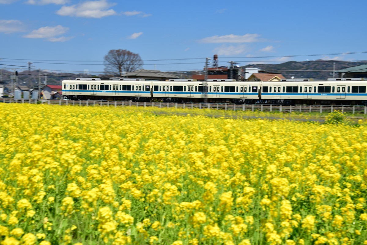 撮影・菜の花・小田急小田原線・栢山－富水